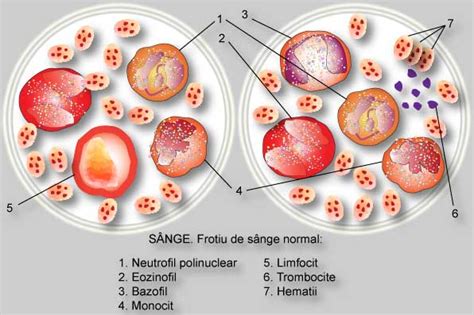 largimea distributiei trombocitare|latimea distributiei trombocitare